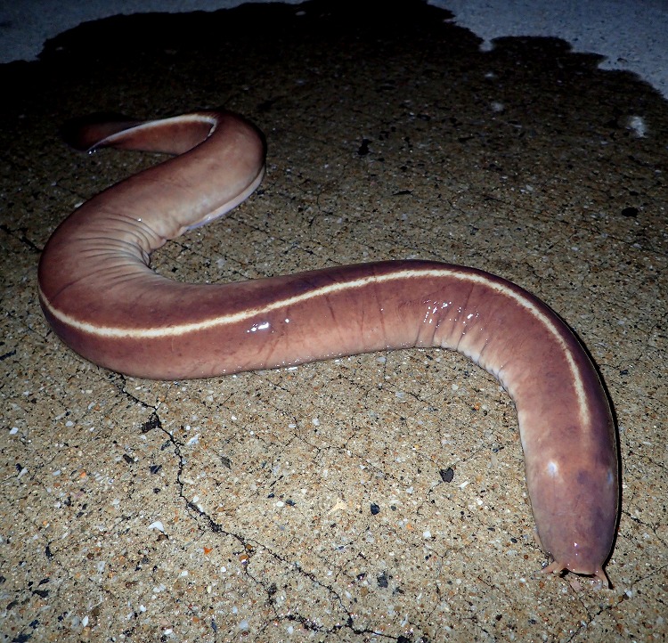 Eptatretus burgeri (Girard, 1855)